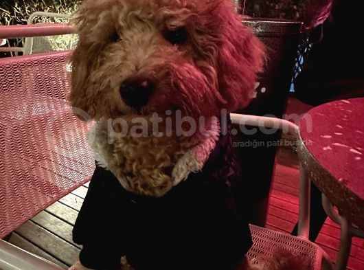 Sütlü Kahve Toy Poodle