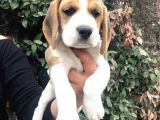 Irk garantili Efsane Beagle yavrularımız