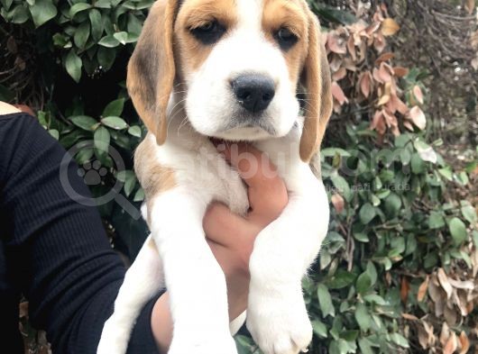 Irk Garantili Efsane Beagle Yavrularımız