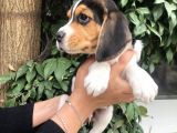 Irk Garantili Efsane Beagle Yavrularımız