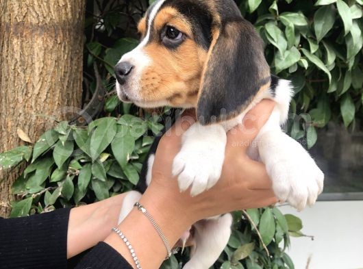 Irk Garantili Efsane Beagle Yavrularımız görsel