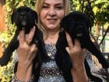 Muhteşem Devasa Cane Corso Yavrularımız