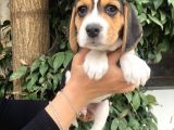 Irk Garantili Efsane Beagle Yavrularımız