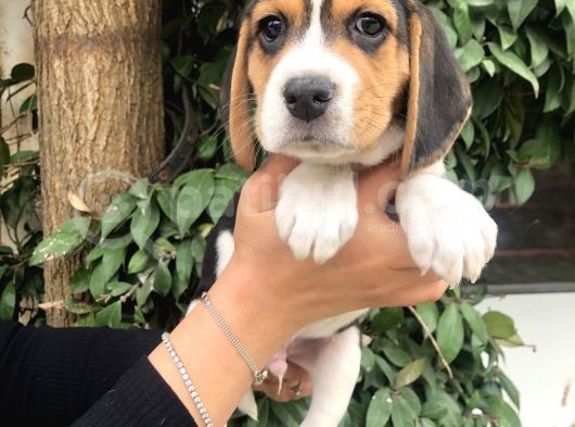 Irk Garantili Efsane Beagle Yavrularımız görsel