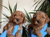 Red Toy Poodle Yavrularımız