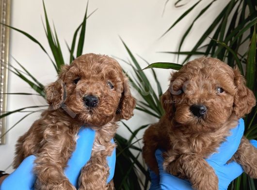 Red Toy Poodle Yavrularımız görsel
