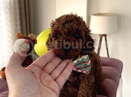 Red Brown Toy Poodle Mükemmel Bebekleri̇mi̇z görsel