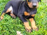 Doberman Safkan Irk Di̇şi̇ Erkek