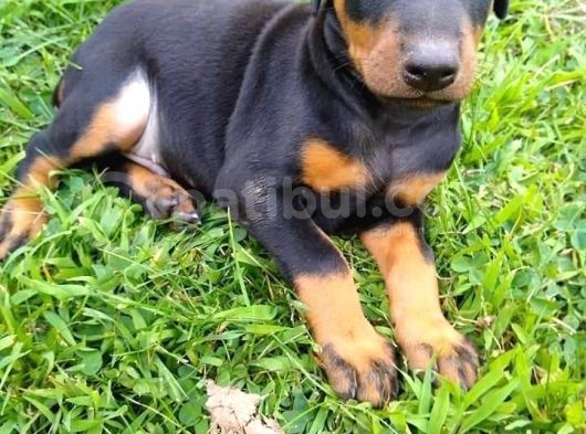 Doberman Safkan Irk Di̇şi̇ Erkek görsel
