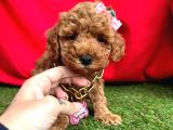 ÇİKOLATA TADINDA TOY POODLE YAVRULARI