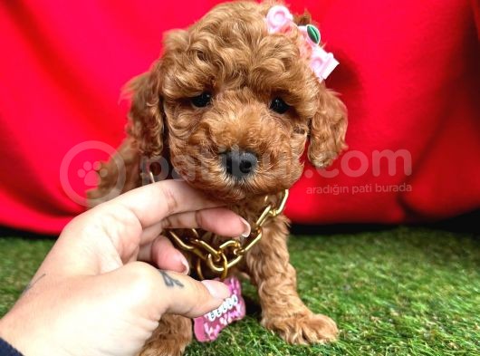 Çi̇kolata Tadinda Toy Poodle Yavrulari