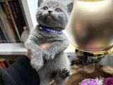 British Shorthair Dişi-Erkek