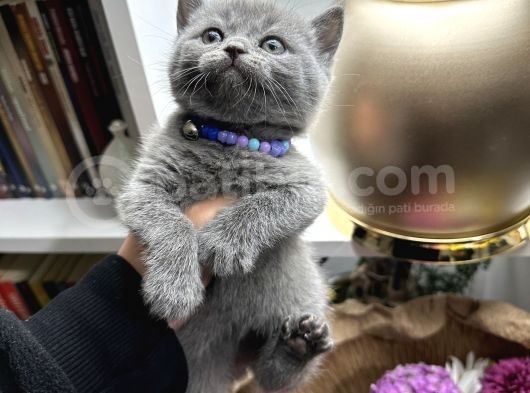 British Shorthair Dişi-Erkek görsel
