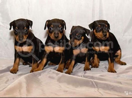 Doberman Safkan Irk Di̇şi̇ Erkek