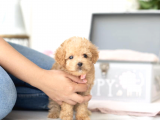 Apri̇cot Toy Poodle Yavrular