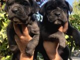 Muhteşem Devasa cane corso Yavrularımız