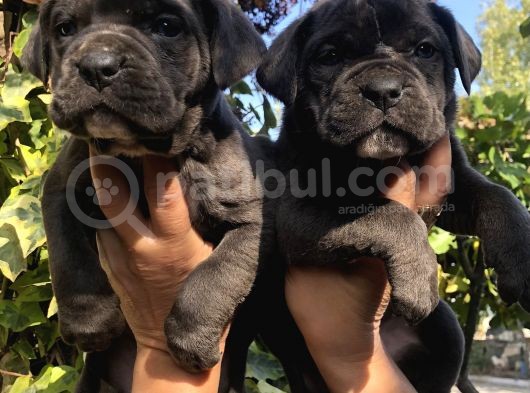 Muhteşem Devasa Cane Corso Yavrularımız