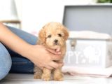 Apri̇cot Toy Poodle Yavrular