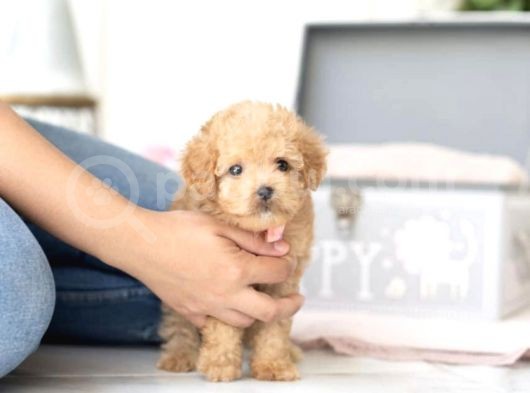 Apri̇cot Toy Poodle Yavrular görsel