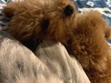 Sütlü Kahve Toy Poodle