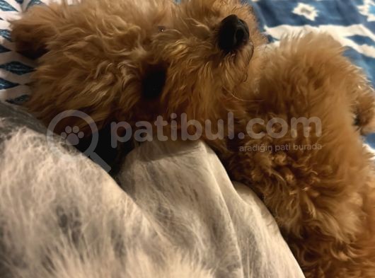 Sütlü Kahve Toy Poodle görsel