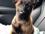 Malinois Belçika Yavrularımız
