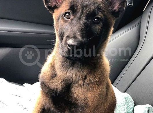 Malinois Belçika Yavrularımız görsel