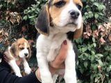 Irk Garantili Efsane Beagle Yavrularımız