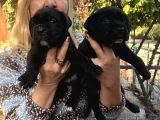 Muhteşem Devasa Cane Corso Yavrularımız