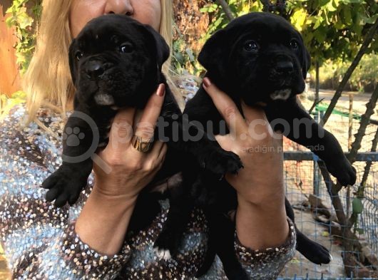 Muhteşem Devasa Cane Corso Yavrularımız görsel