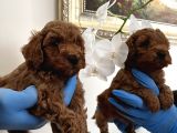 Red Toy Poodle Yavrularımız