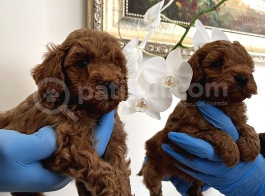 Red Toy Poodle Yavrularımız görsel