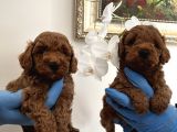 Red Toy Poodle Yavrularımız
