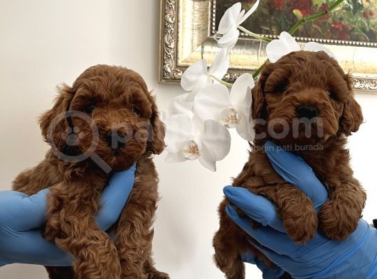Red Toy Poodle Yavrularımız görsel