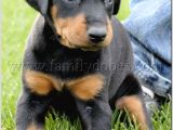Doberman Safkan Irk Di̇şi̇ Erkek