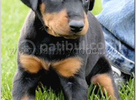 Doberman Safkan Irk Di̇şi̇ Erkek görsel