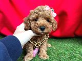 Çi̇kolata Tadinda Toy Poodle Yavrulari