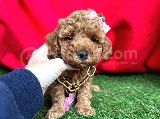 Çi̇kolata Tadinda Toy Poodle Yavrulari görsel