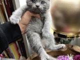 Scottish Fold Yavru