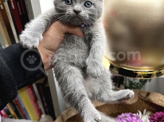 Scottish Fold Yavru görsel