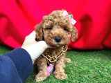 Çi̇kolata Tadinda Toy Poodle Yavrulari