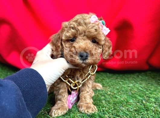 Çi̇kolata Tadinda Toy Poodle Yavrulari görsel