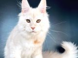 Secereli Mainecoon Erkek (Pet)