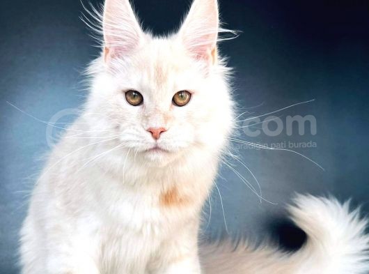 Secereli Mainecoon Erkek (Pet) görsel