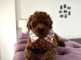 Red Brown Toy Poodle Mükemmel Bebekleri̇mi̇z