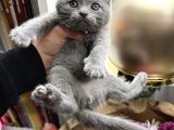 Scottish Fold Yavru