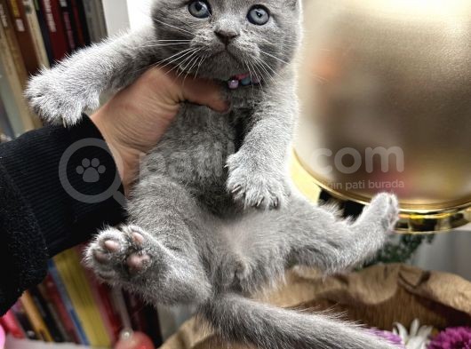 Scottish Fold Yavru görsel