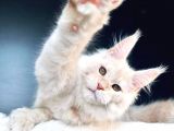Secereli Mainecoon Erkek (pet)