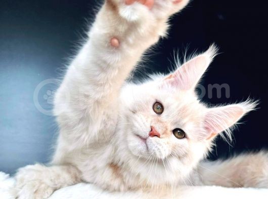 Secereli Mainecoon Erkek (Pet)