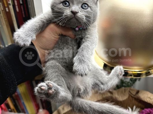 Scottish Fold Yavru görsel